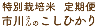 特別栽培米　市川さんのこしひかり定期便