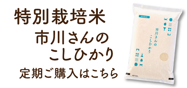 特別栽培米「市川さんのこしひかり」定期便
