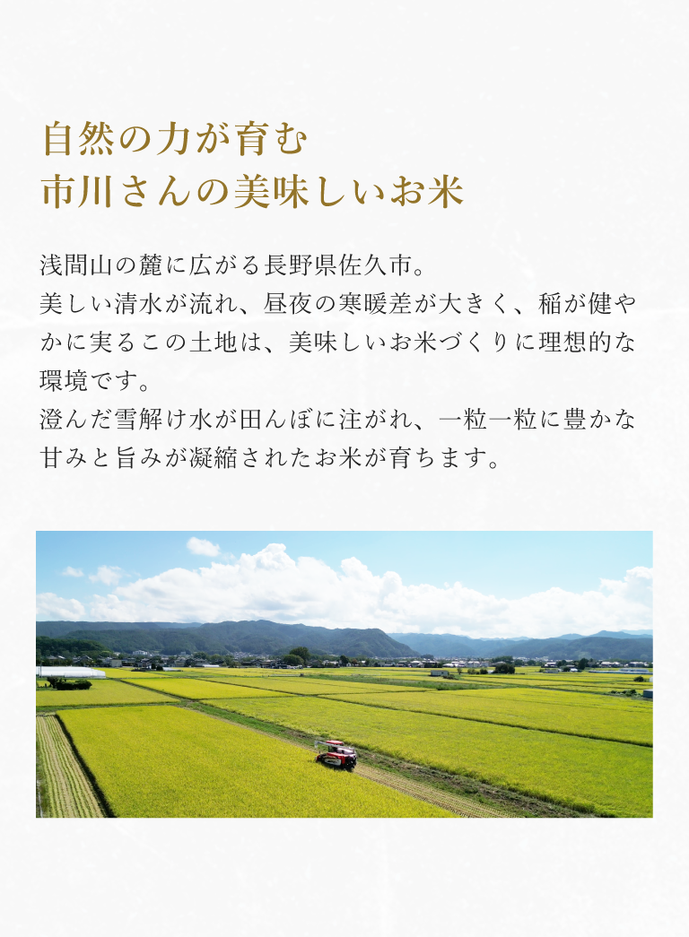 自然の力が育む市川さんの美味しいお米