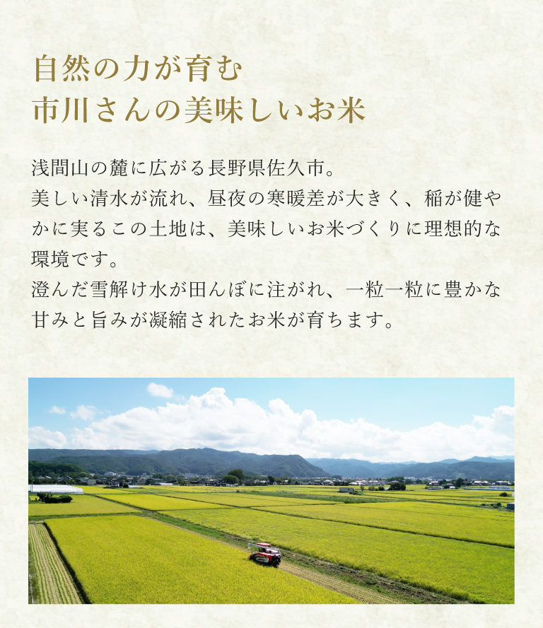 市川さんの美味しいお米